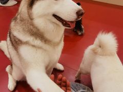 -和它·交个朋友·狗咖猫咖(爱琴海店)