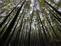 -山王坪喀斯特国家生态公园