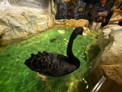 -Zoolung Zoolung动物主题公园(海信广场店)