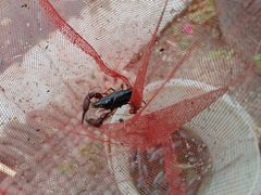 -同銮特种养殖场·龙虾垂钓