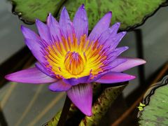 -北京植物园-展览温室