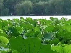 -西湖游船