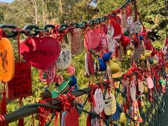 -西双版纳原始森林公园