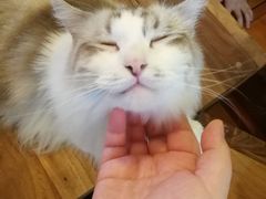 -李小姐の猫咖啡馆(五角场店)