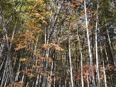 -杭州半山国家森林公园