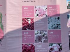 -天适樱花悠乐园