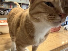 -MOYOYO猫咪咖啡店