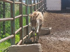 -青藏高原野生动物园