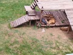 -青藏高原野生动物园