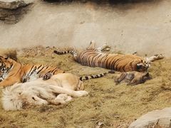 -北京野生动物园