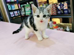 -喵百万·布偶·蓝金金渐层英短·猫舍(百子湾店)