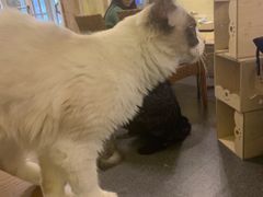 -猫色咖啡·猫咖