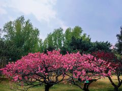 -莲花池公园