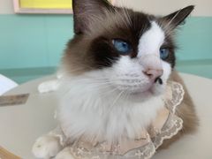 -怪兽屋·羊驼·猫咖·狗咖(俊华广场店)