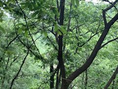 -阳台山自然风景区