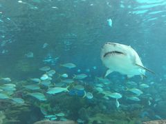 -瑞普利水族馆