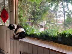 -海边的猫和咖啡馆