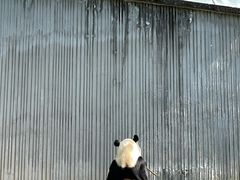 -卧龙中华大熊猫苑神树坪基地