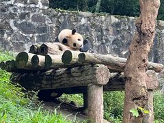 -都江堰中华大熊猫苑