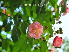 -后襄河公园