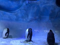 -海合安成都极地海洋公园