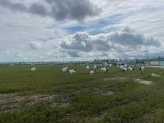-盐城丹顶鹤湿地生态旅游区