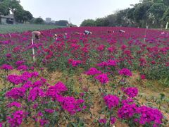 -松山湖梦幻百花洲