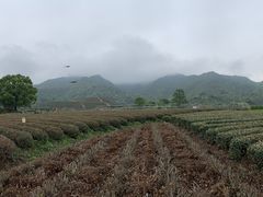 -龙坞茶村