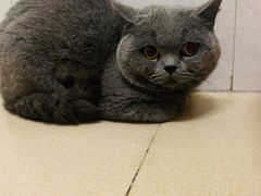 -瑞鹏宠物医院·微创内窥镜·骨外科·牙科(翠竹分院)