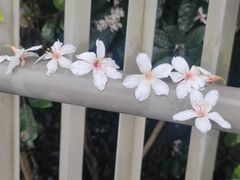 -福道