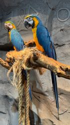 -Zoolung Zoolung动物主题公园(海信广场店)