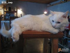 -Babycat私家御饼屋(龙头路一店)