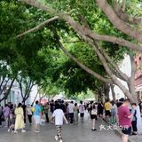 走马观花 无欲无感