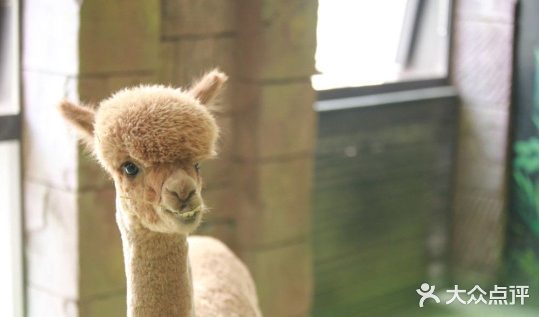 六一放电|可以和动物亲密接触的亲子乐园|团购价好划算～[礼花]