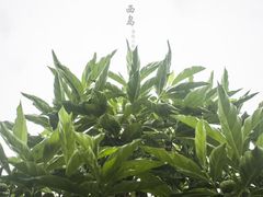 -三亚西岛海洋文化旅游区
