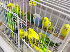 -双季花艺园艺市场(浦东店)