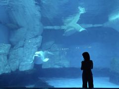 -海合安武汉极地海洋公园