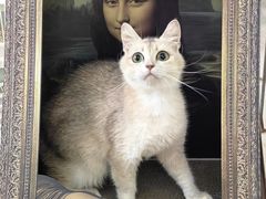 -翊宠yipet猫狗购宠庄园犬舍•猫舍