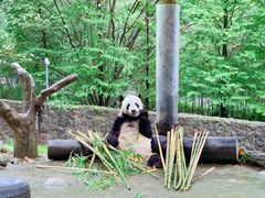 -都江堰中华大熊猫苑