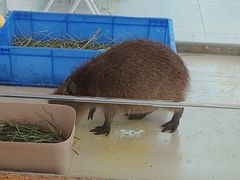 -怪兽屋·羊驼·猫咖·狗咖(俊华广场店)