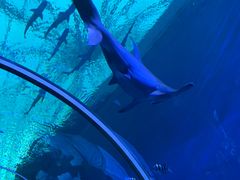 -新加坡海洋生态馆