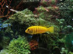 -泰谷酒店·太古码头闽菜自助餐厅