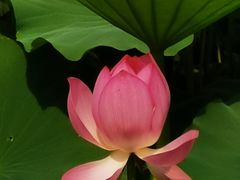 -莲湖公园