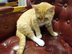 -猫小院猫主题餐厅(三里屯店)