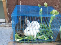 -晓鲜熊猫烤鱼烤吧(西三旗百汇北门店)