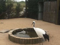 -盐城丹顶鹤湿地生态旅游区