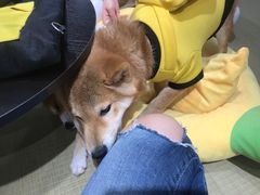 -逗柴咖啡屋·狗咖猫咖宠物桌游