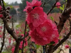 -南国桃园旅游度假区