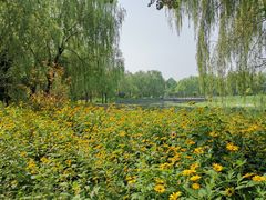 -望湖公园