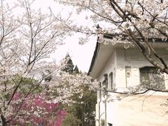 -武汉大学-樱园